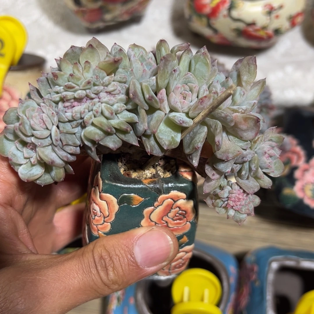 新年快乐 新年快乐