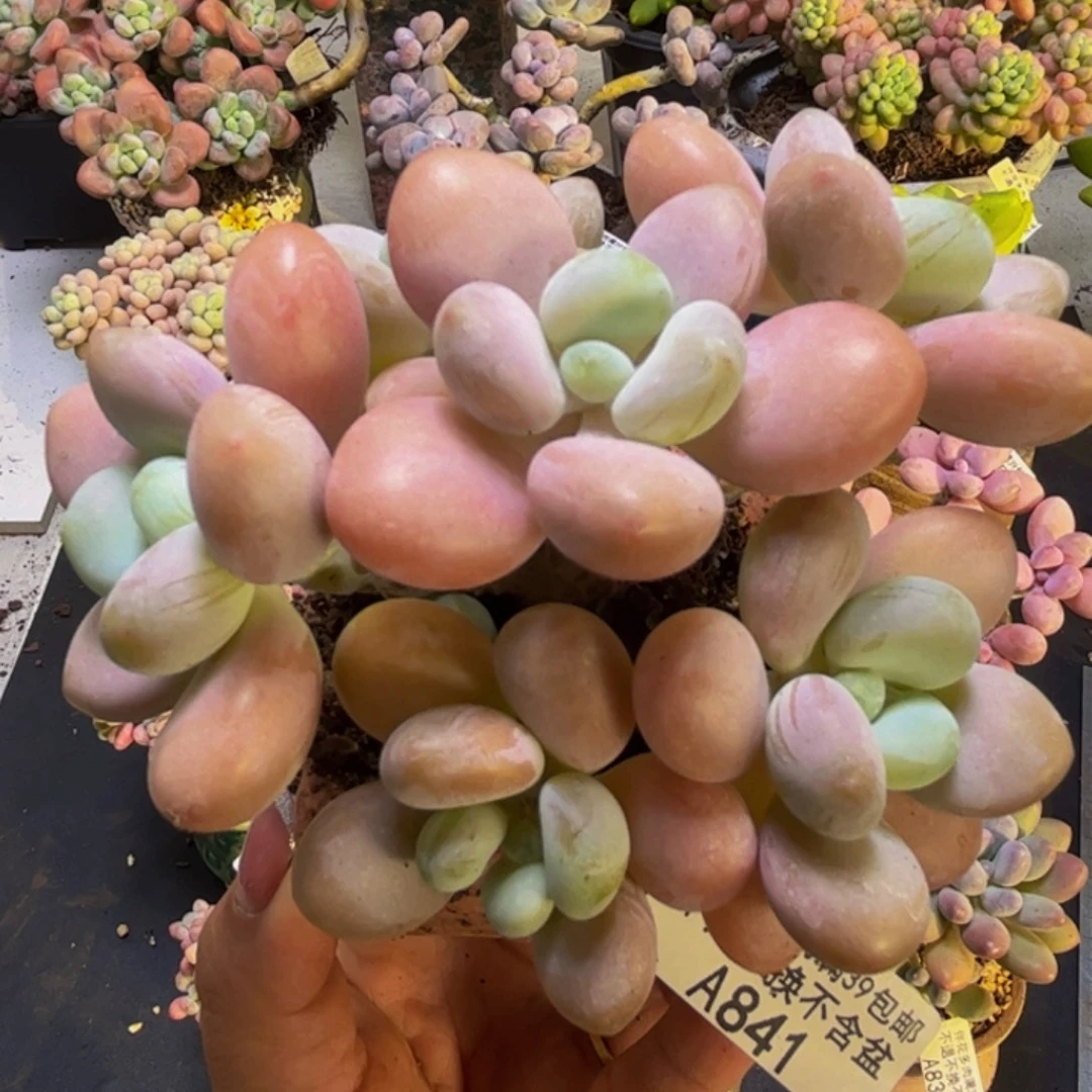 珍珠洛神841/9cm多肉