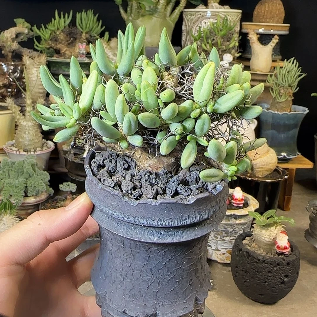 一物一拍万物物奇峰锦580