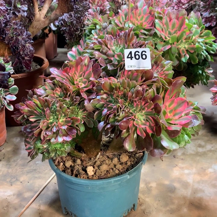 466香妃缀多肉大师