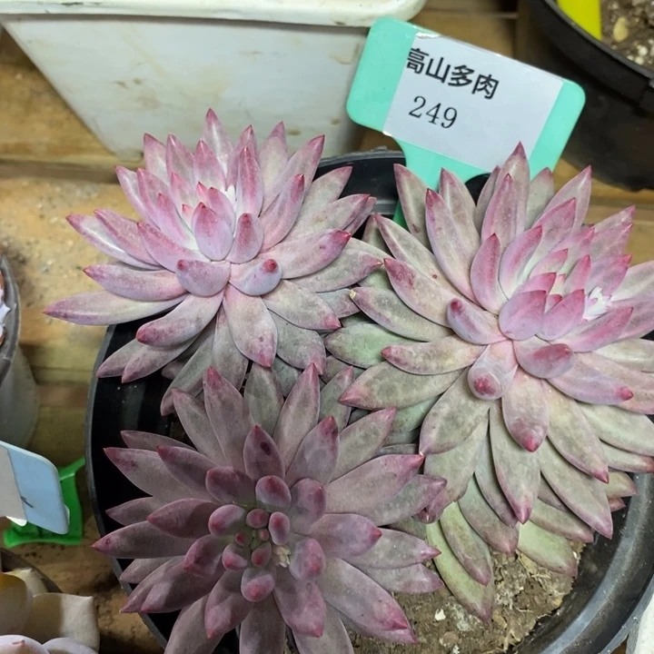 D249- 直播福利 虞美人