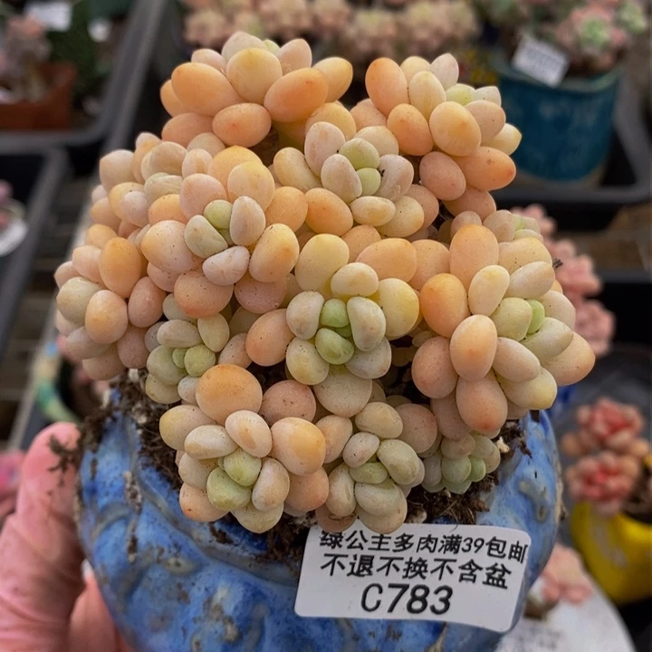 洛可可7cm783多肉植物