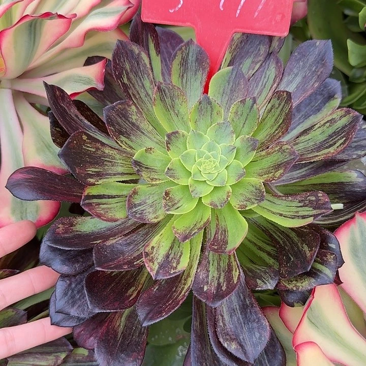 3-999莫兰迪多肉法师