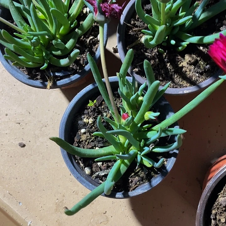 90盆大奔龙带盆土发