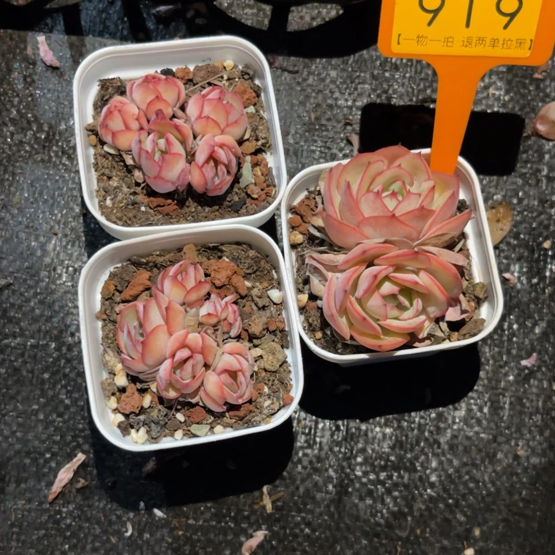 云尘多肉一物一拍919
