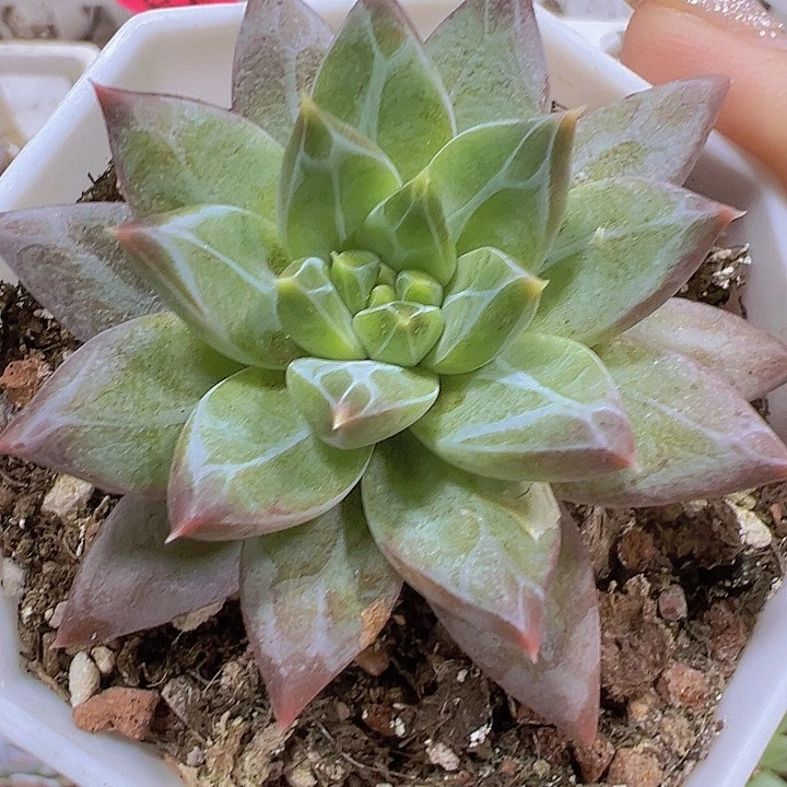 伊卡鲁斯19包邮多肉植物
