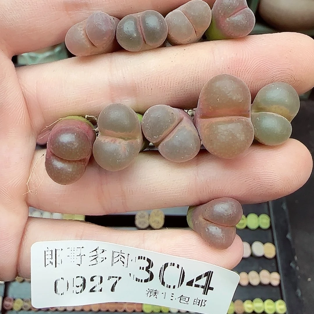满满18包邮0927-304