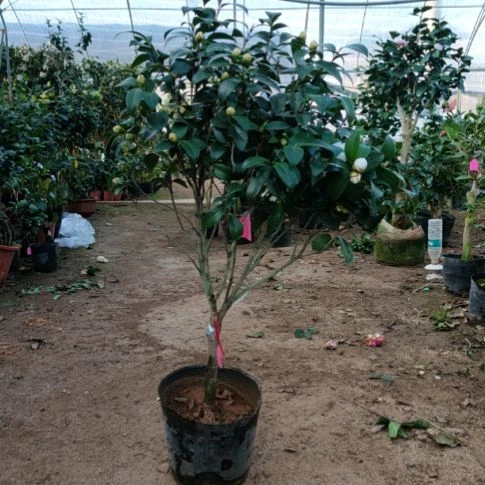 大部分花苞少量开放五色芙蓉原生大苗三色齐