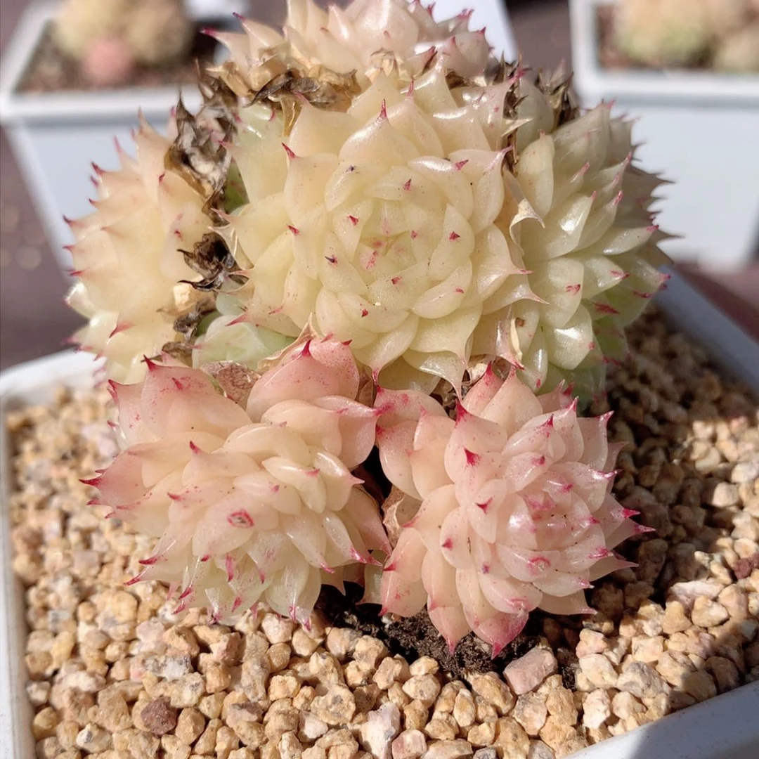 333麦秆群不包整散