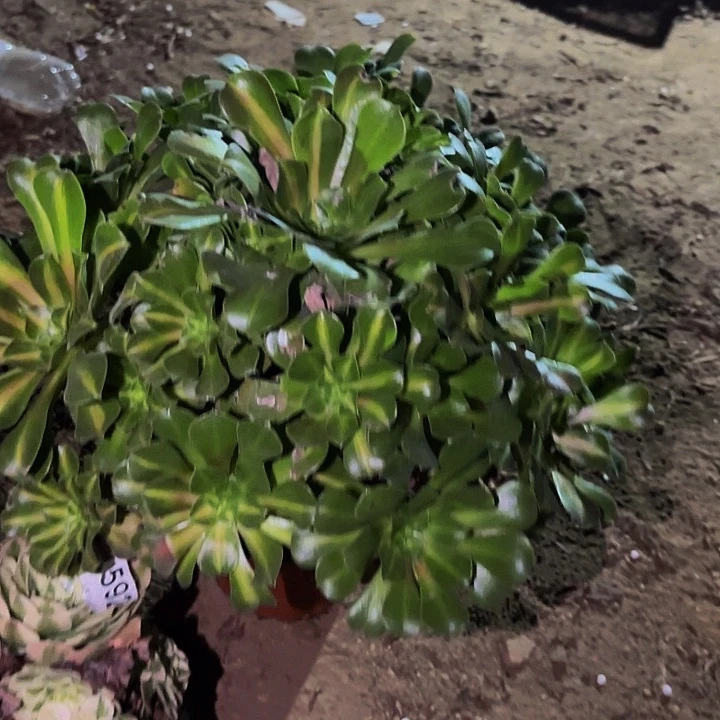 597妖月多肉植物不售后中班