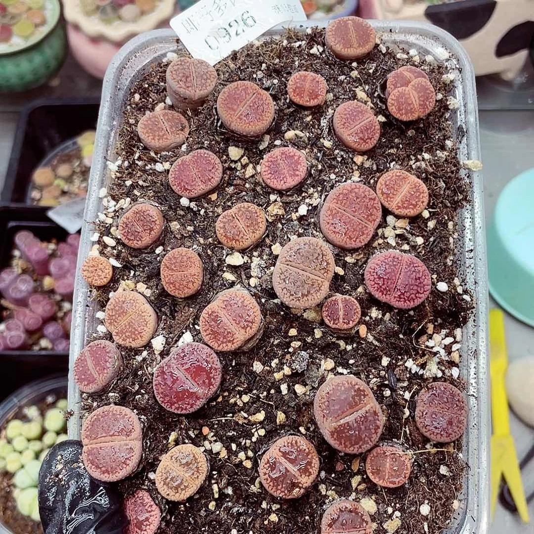 生石花满18包邮0926-46