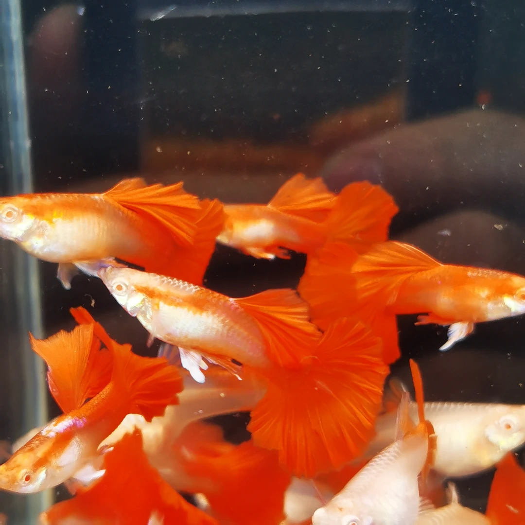 褶扇白子 纯种孔雀鱼（入缸后不包损）