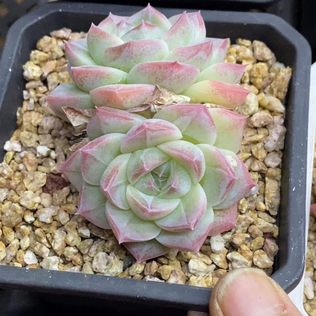 精品多肉一物一拍不包整302