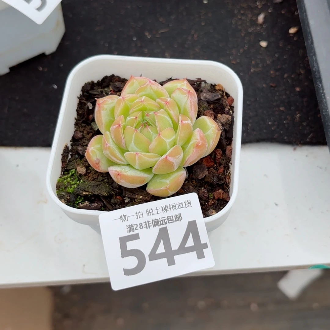 雪花珍妮带桩无盆土发货