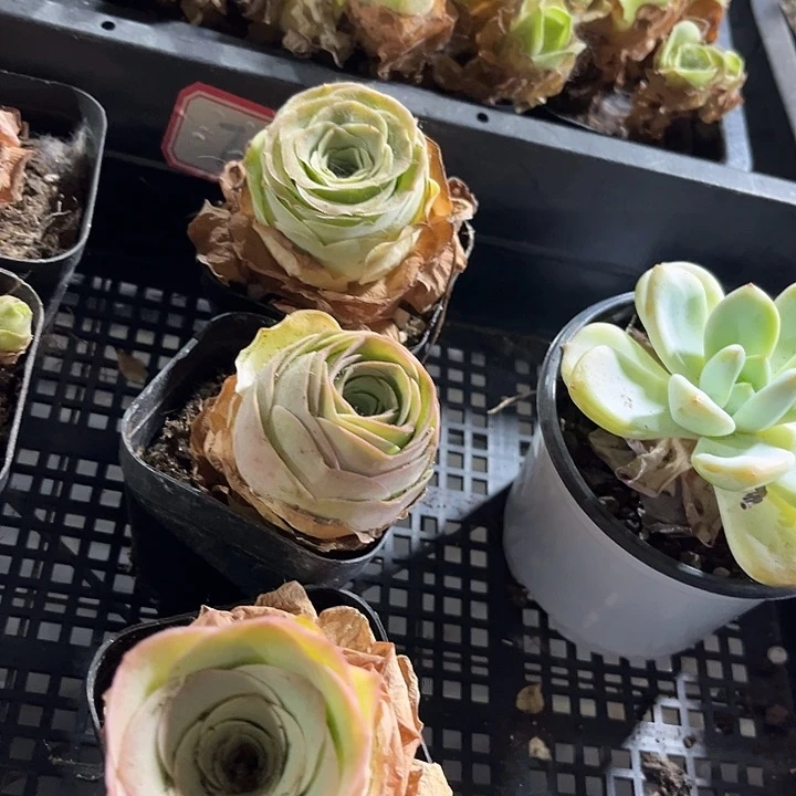 粉酒杯玫瑰带盆土发