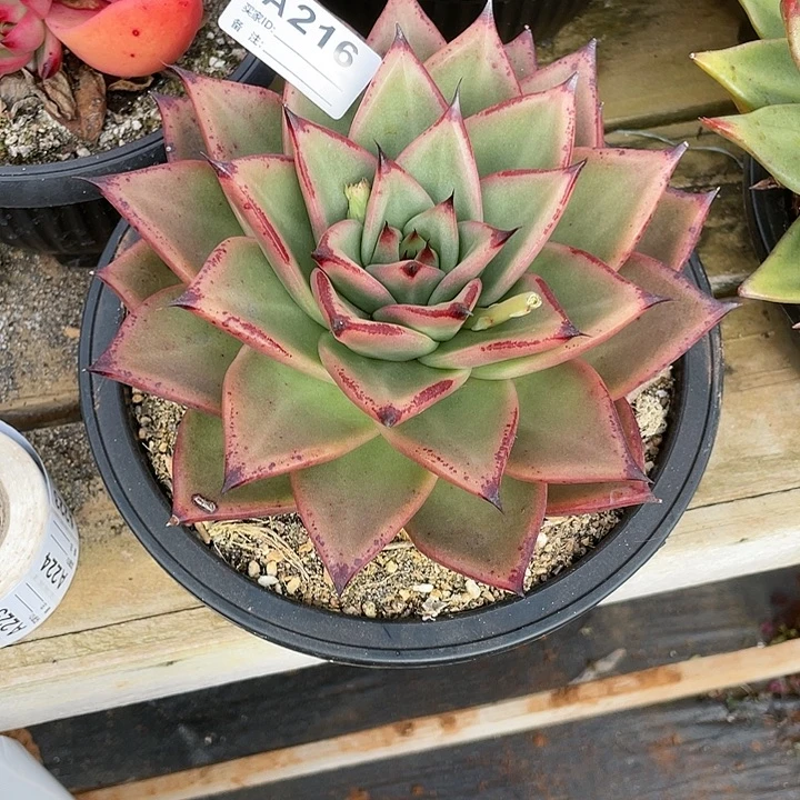 若如东云单拍A216