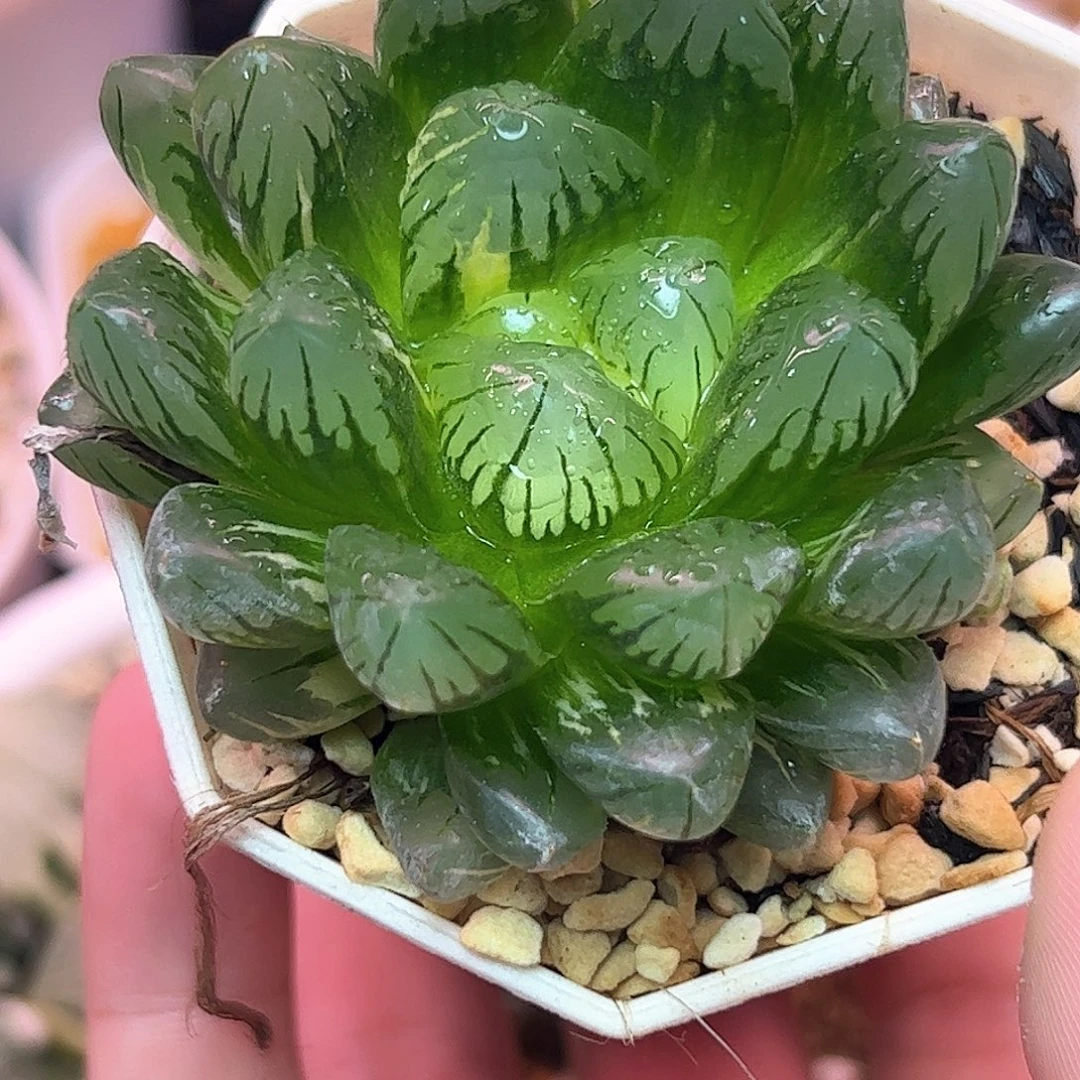龙鳞锦十二卷多肉植物