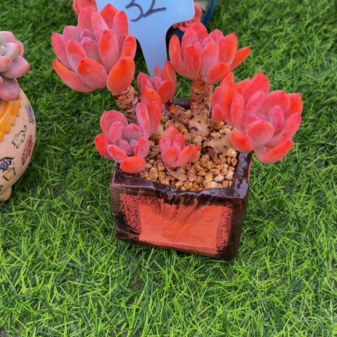 M**朱灰姑娘小老桩32号多肉