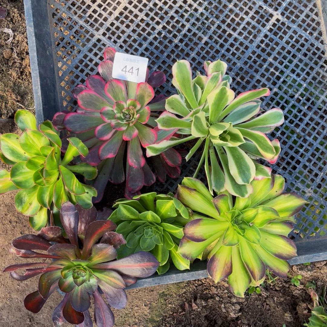 441法师锦多肉组合6颗