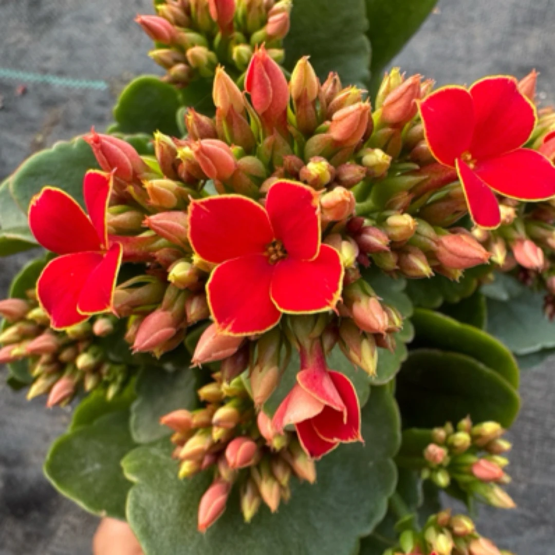 【金火炬】110盆，单瓣红色金边花期长，新手必入懒人好养