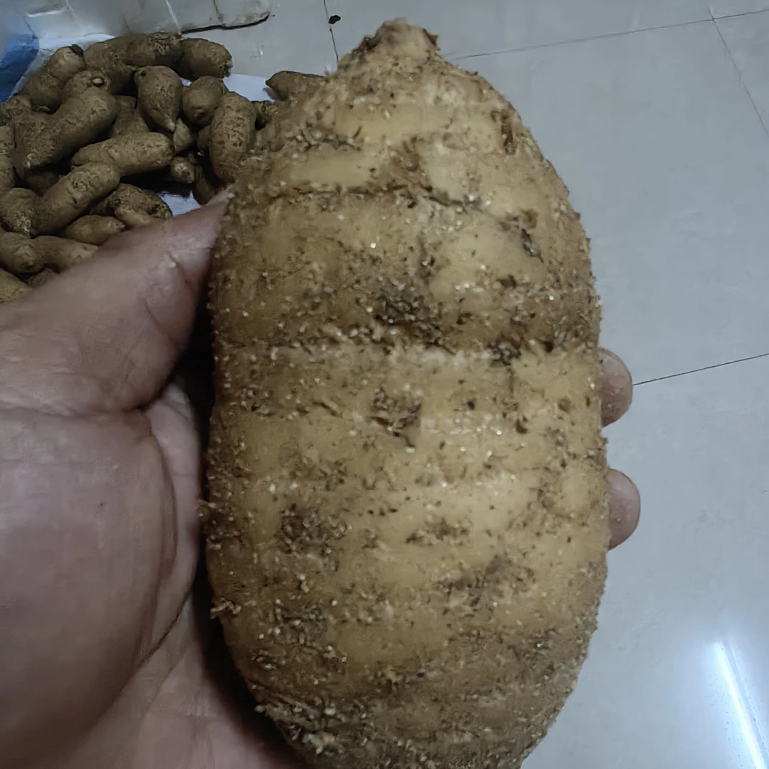 湖北大别山九资河新鲜天麻产地直发可炖鸡煲汤泡酒包邮到家