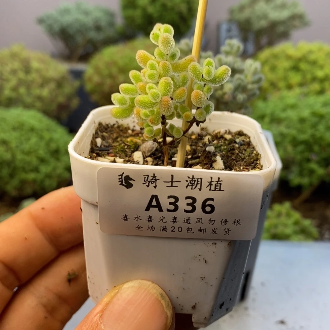 336实生精控优选冰晶枝干