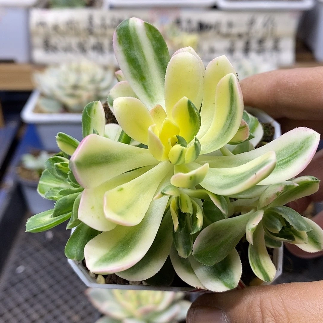 26114 爱染锦自然群