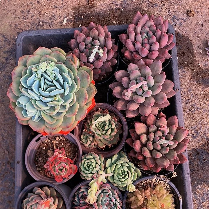 @***y一筐0000000000000