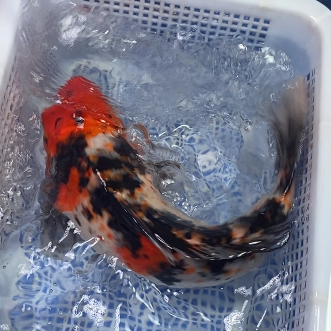 锦鲤冷水锦鲤包邮