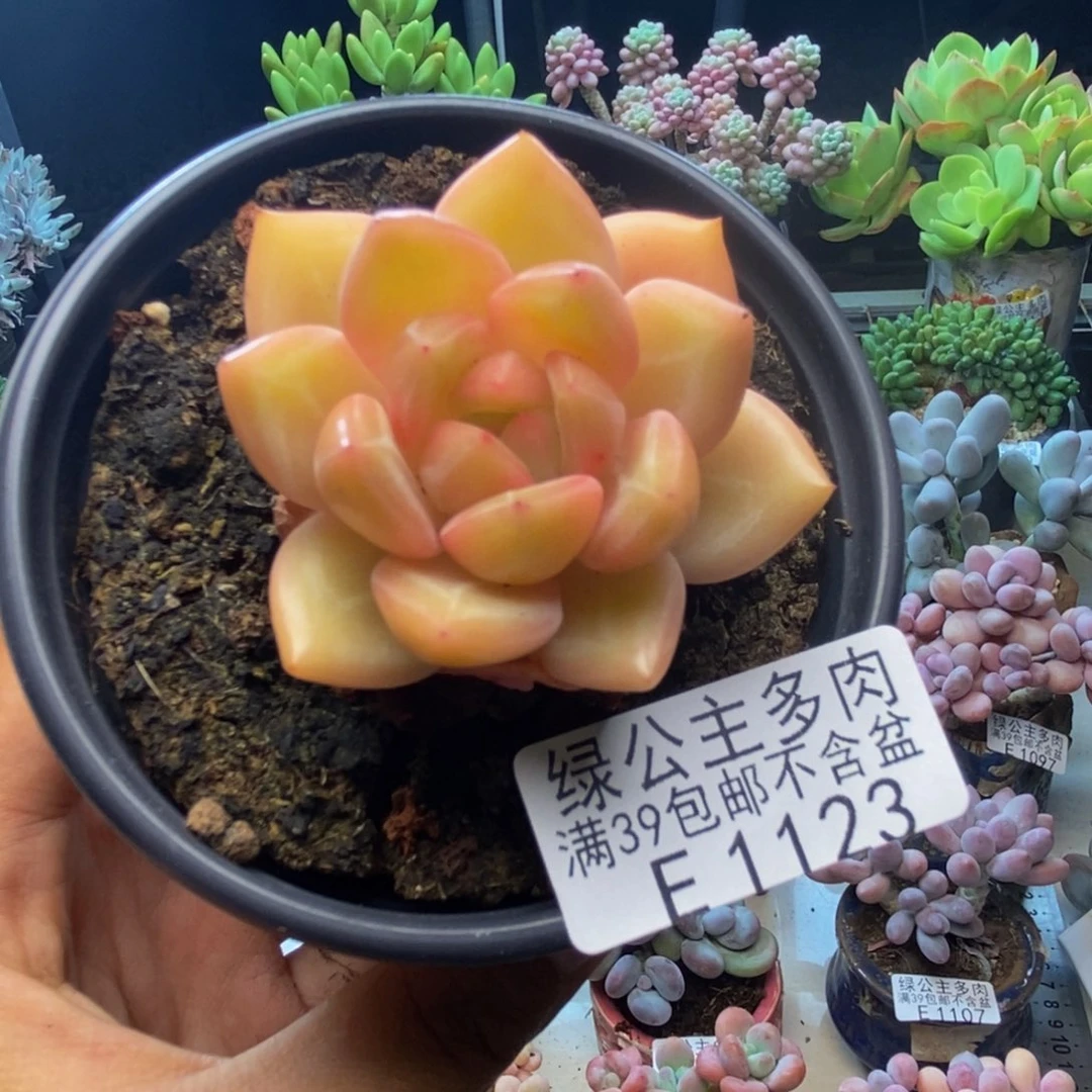 123白夜香槟多肉5c m