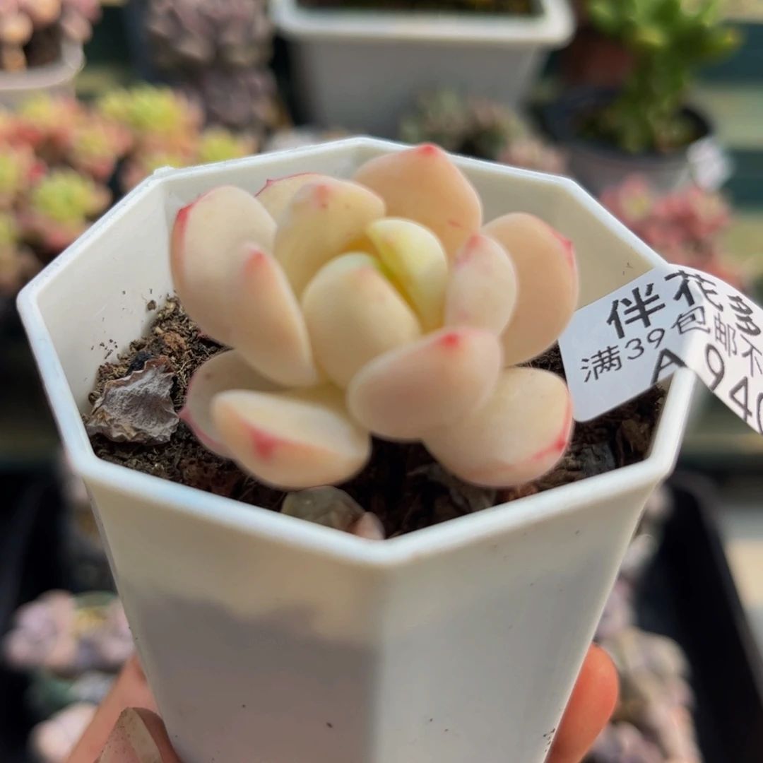 940香草3cm多肉植物