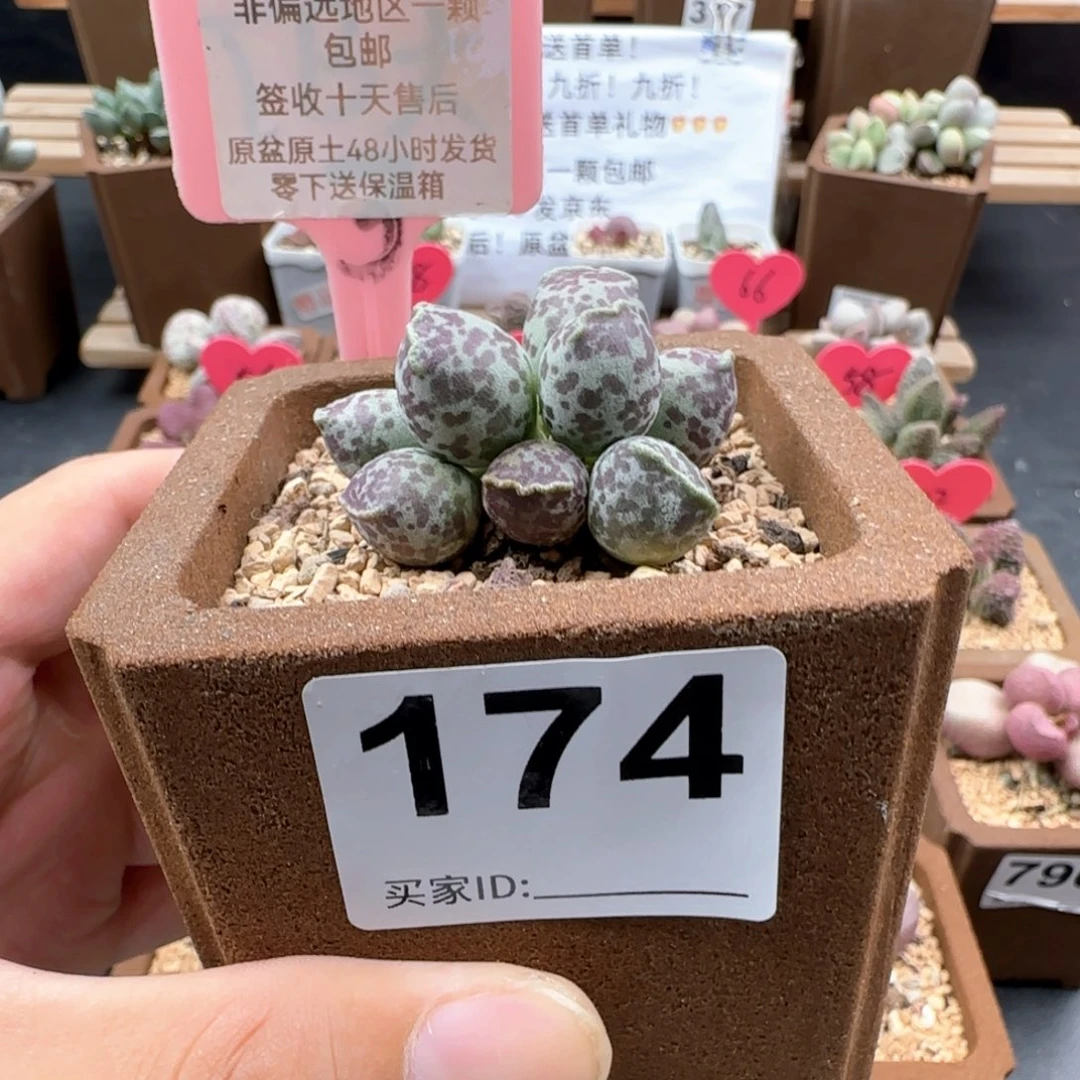 ?****?174达摩海豹多肉植物