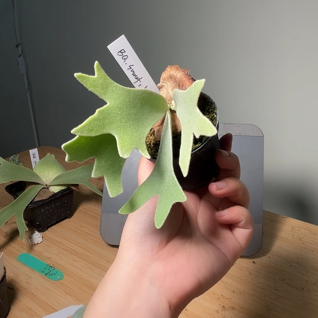 蓝精灵交蓝皇后交kozuru混播杯苗284