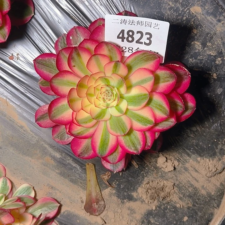 4823倾城多肉植物2号