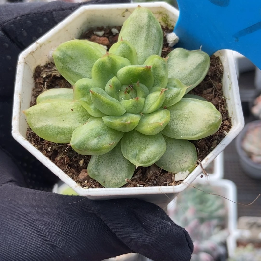 887冰天使锦多肉植物