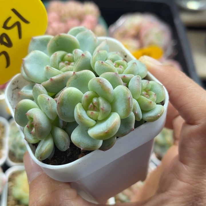 6头甜心3000群5051