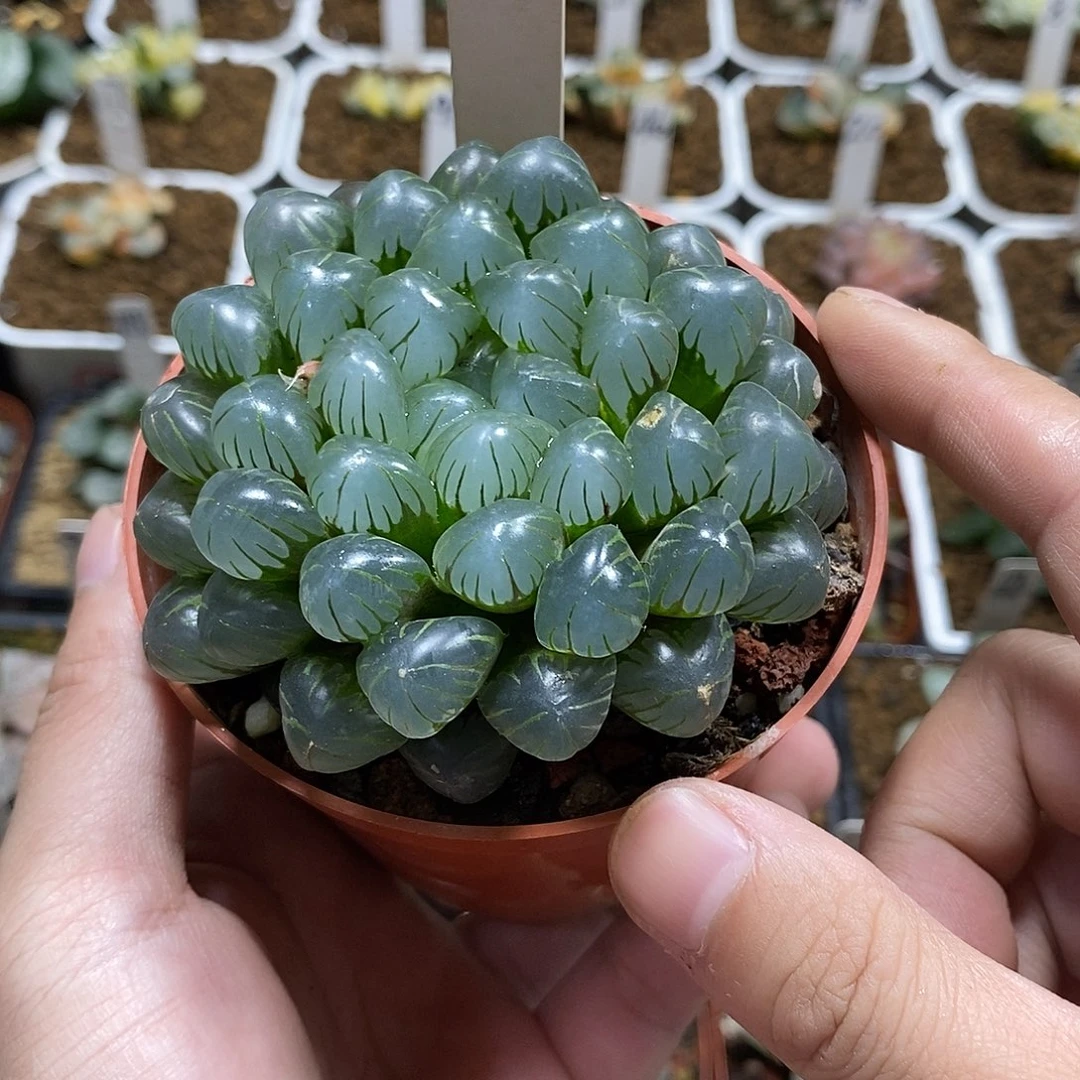 58潘灯哈哈哈哈哈哈