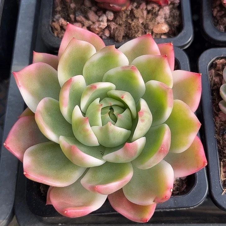 灵魂锦东云大单头