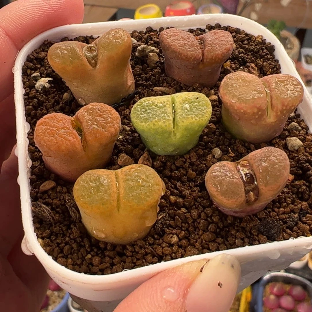 453多肉植物百科