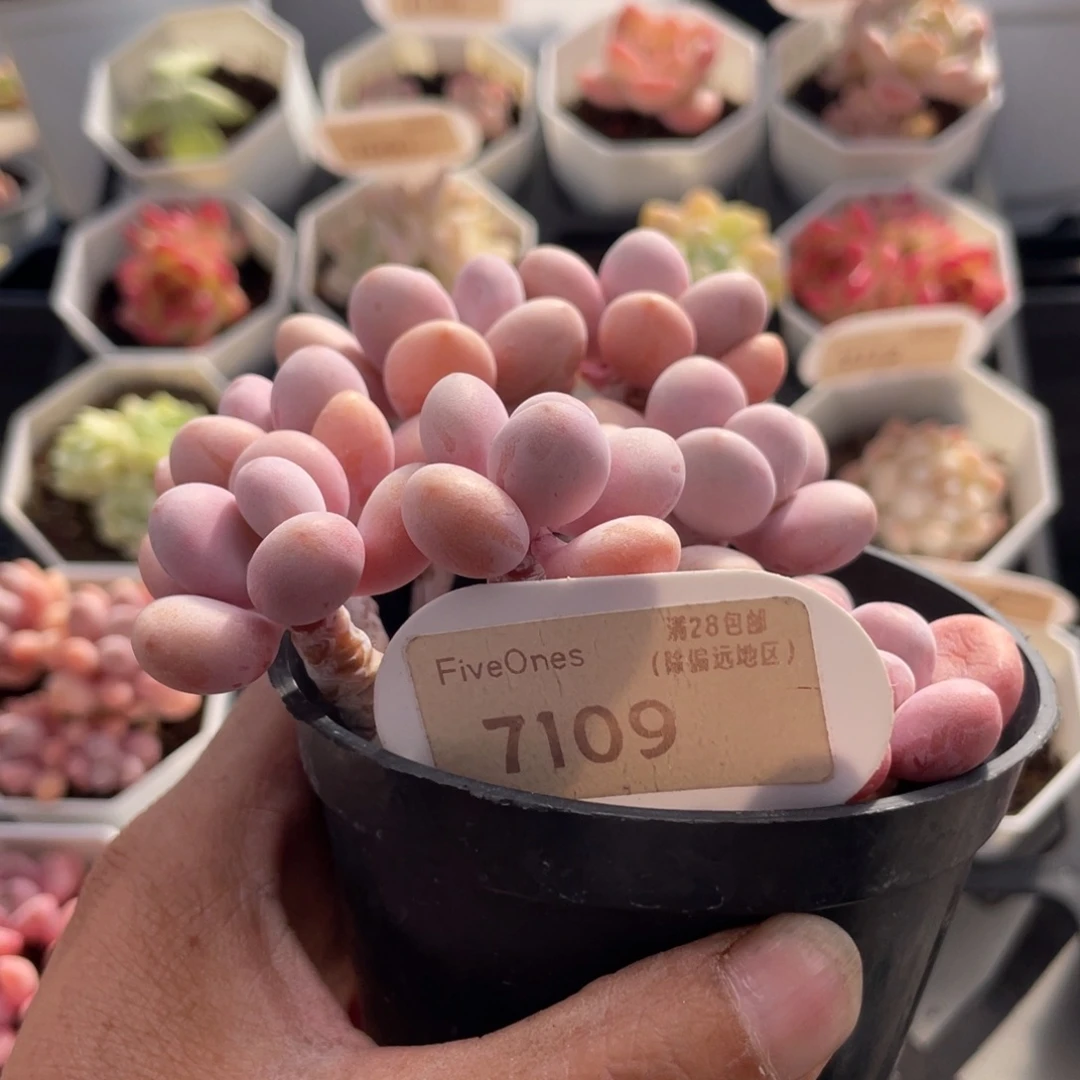 麂***桃蛋7109-11.0厘米