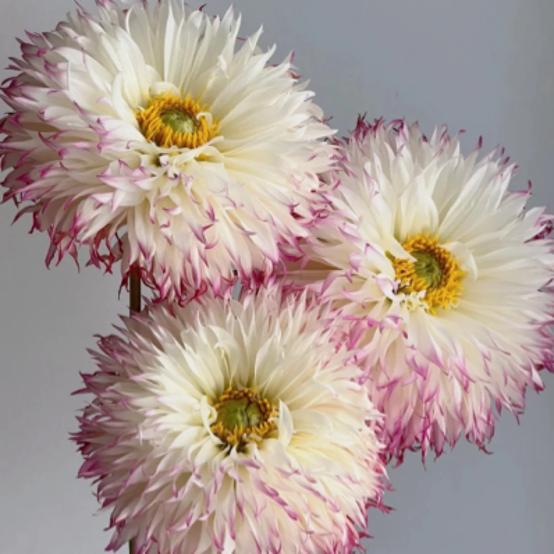 进口大丽花种球送肥料