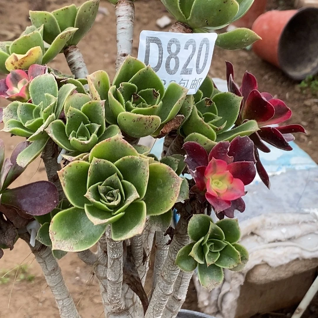 平***康820香馥嫁接 多肉植物无售后