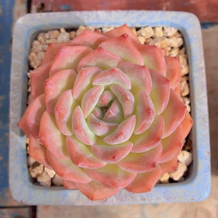 玫瑰型多肉水冰月-4