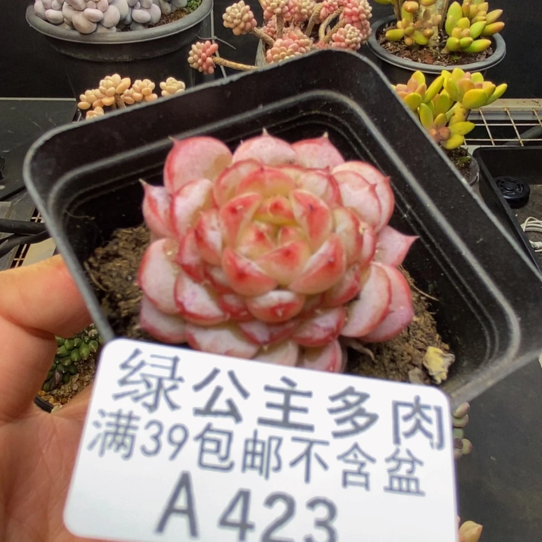 423天鹅绒多肉3c m