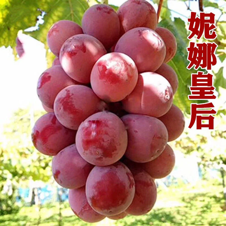【顺丰包邮】东北妮娜皇后葡萄薄皮无籽当季孕妇水果产地整箱直发