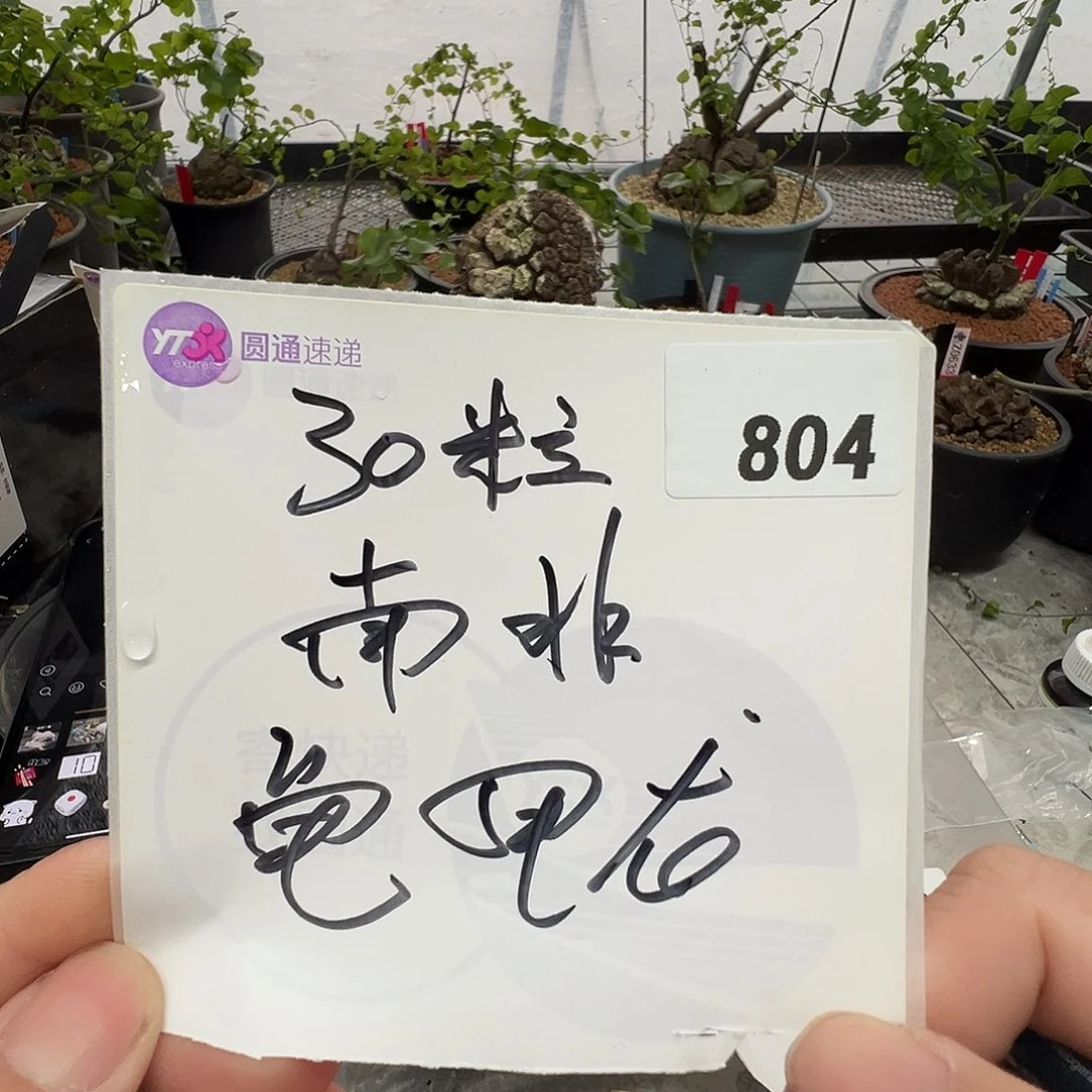 多肉植物专拍植物不退换 一物一拍 804