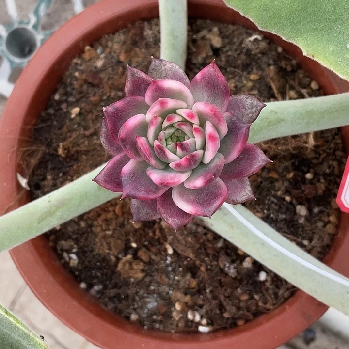 黑玫瑰锦一物一拍锦龙