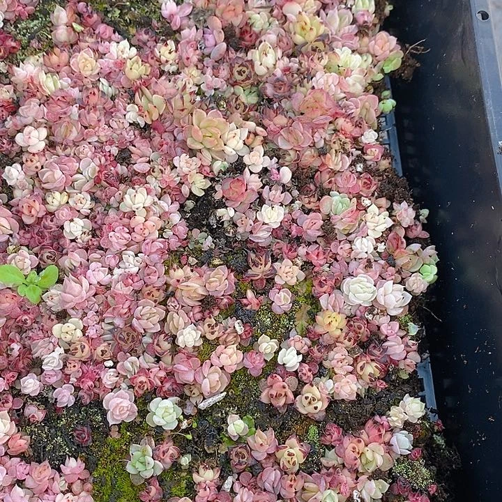 366 多肉植物盆栽花卉植物