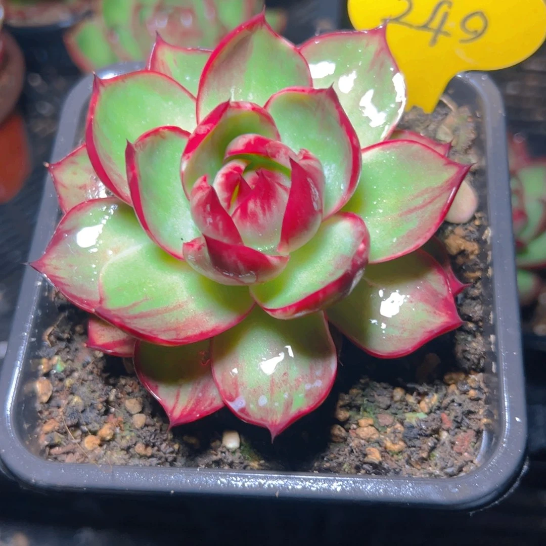 惊鸿仙子一物一拍249号