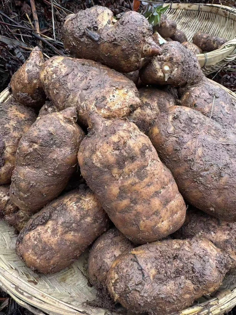 云南仿野生种植乌天麻